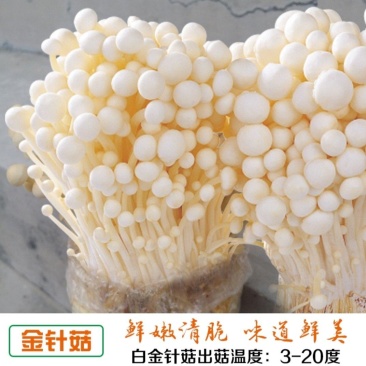 金针菇出菇菌棒纯棉籽壳熟料2茬菇出菜2斤以上