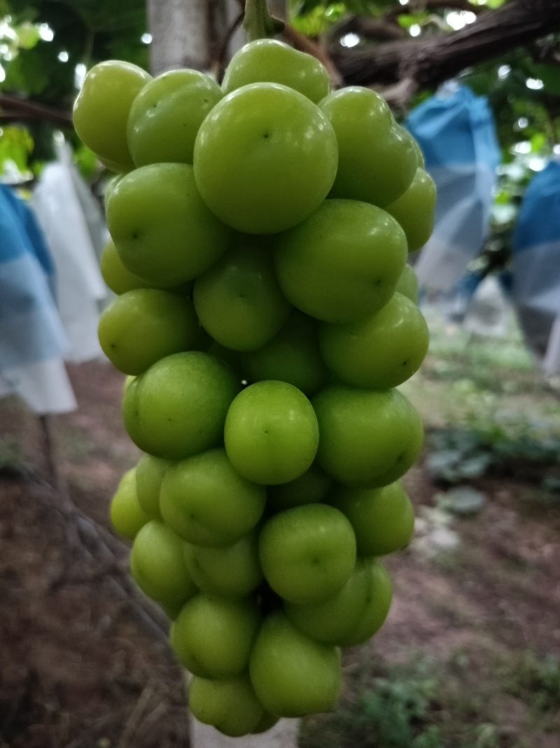 阳光玫瑰基地直发