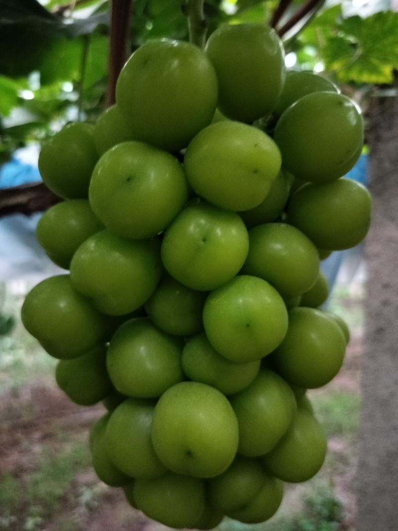 阳光玫瑰基地直发