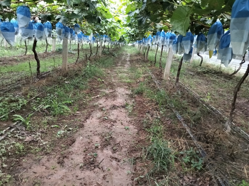 阳光玫瑰基地直发