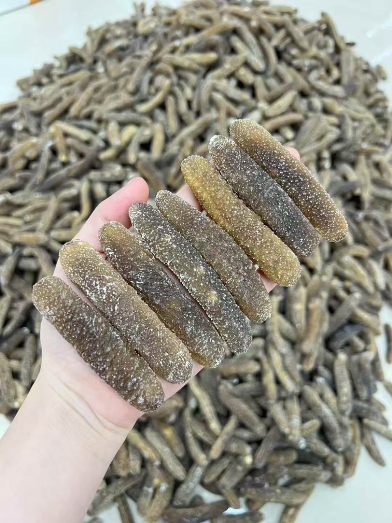 海参沙秃参非洲秃参黄金秃参金沙参淡干品质滋补食材送礼佳品