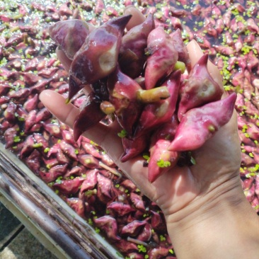 正宗洪泽湖农家种植的水红菱正在上市中，需要联系我。
