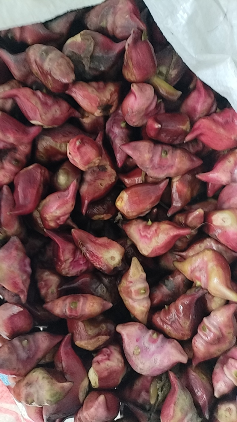 正宗洪泽湖农家种植的水红菱正在上市中，需要联系我。