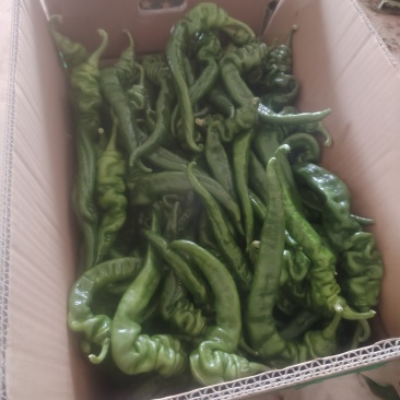 精品螺丝椒