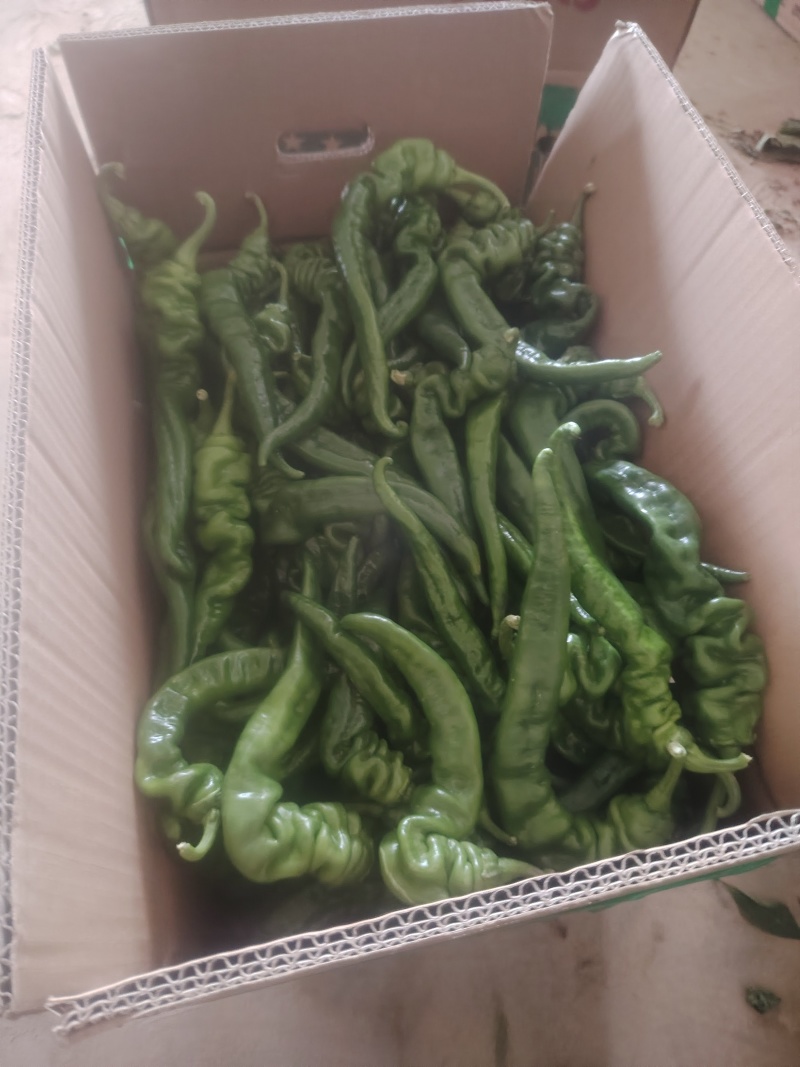 精品螺丝椒