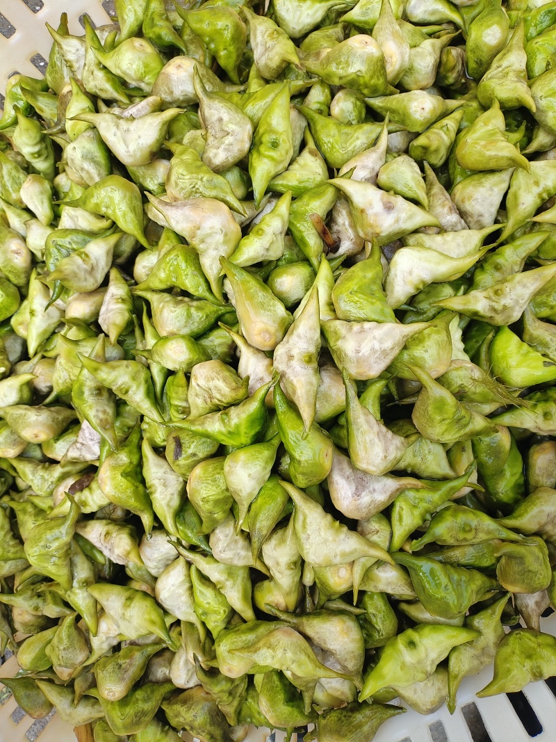 正宗洪泽湖农家种植的水红菱正在上市中，需要联系我。