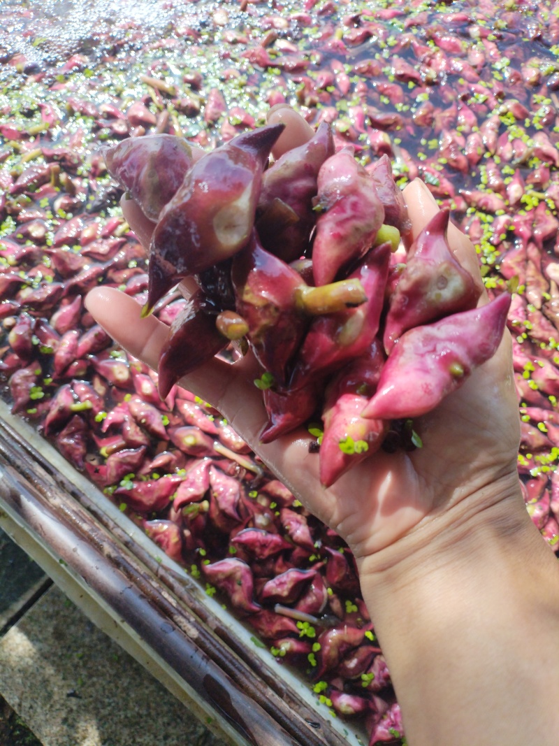 正宗洪泽湖农家种植的水红菱正在上市中，需要联系我。