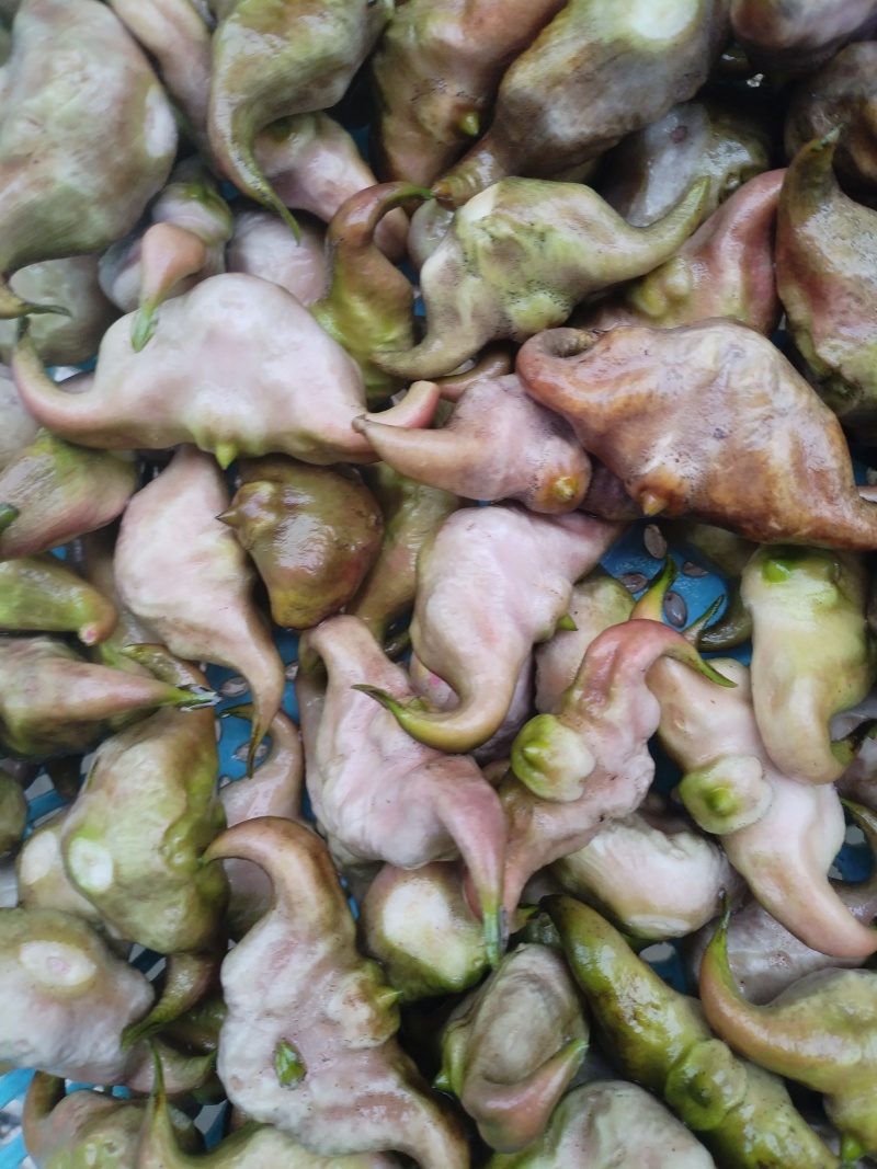 正宗洪泽湖农家种植的水红菱正在上市中，需要联系我。
