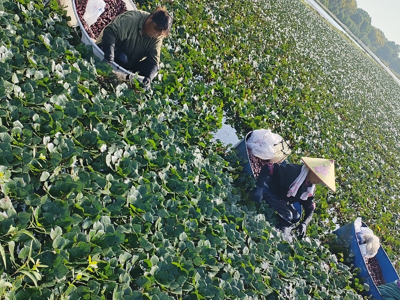 正宗洪泽湖农家种植的水红菱正在上市中，需要联系我。