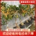 正宗桂花树嫁接桂花苗盆栽树苗/桂花树苗/苗木类/全国包邮