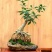 正宗桂花树嫁接桂花苗盆栽树苗/桂花树苗/苗木类/全国包邮