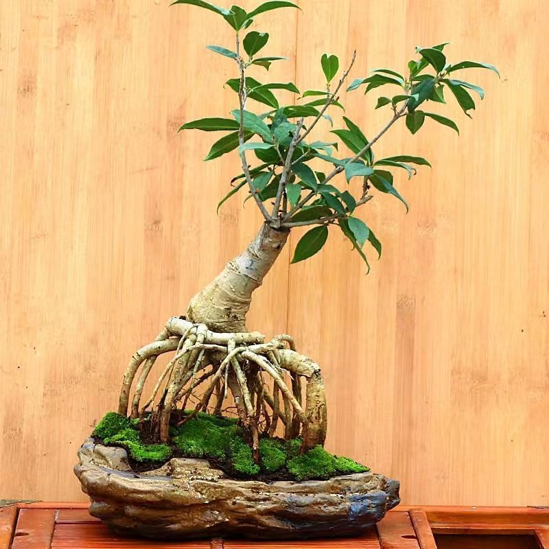 正宗桂花树嫁接桂花苗盆栽树苗/桂花树苗/苗木类/全国包邮