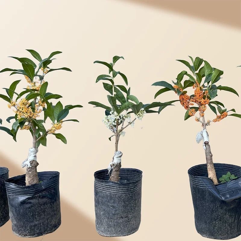 正宗桂花树嫁接桂花苗盆栽树苗/桂花树苗/苗木类/全国包邮