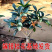 正宗桂花树嫁接桂花苗盆栽树苗/桂花树苗/苗木类/全国包邮