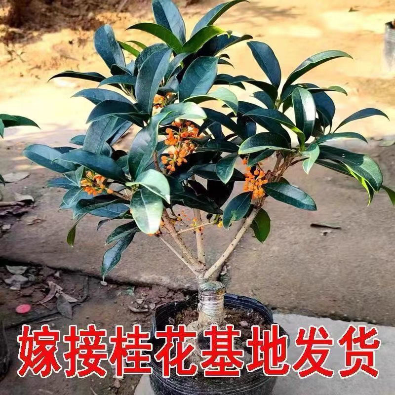 正宗桂花树嫁接桂花苗盆栽树苗/桂花树苗/苗木类/全国包邮