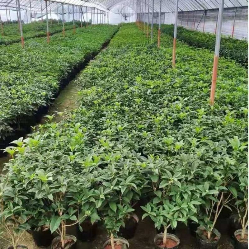 正宗桂花树嫁接桂花苗盆栽树苗/桂花树苗/苗木类/全国包邮