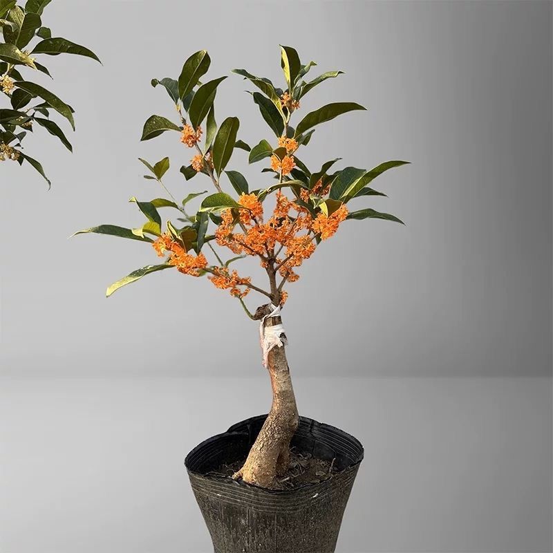 正宗桂花树嫁接桂花苗盆栽树苗/桂花树苗/苗木类/全国包邮