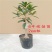 正宗桂花树嫁接桂花苗盆栽树苗/桂花树苗/苗木类/全国包邮