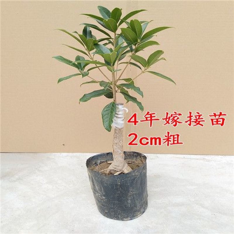 正宗桂花树嫁接桂花苗盆栽树苗/桂花树苗/苗木类/全国包邮