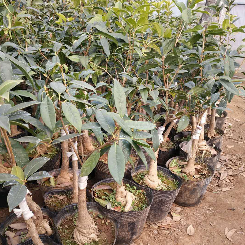 正宗桂花树嫁接桂花苗盆栽树苗/桂花树苗/苗木类/全国包邮