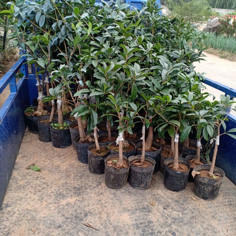正宗桂花树嫁接桂花苗盆栽树苗/桂花树苗/苗木类/全国包邮