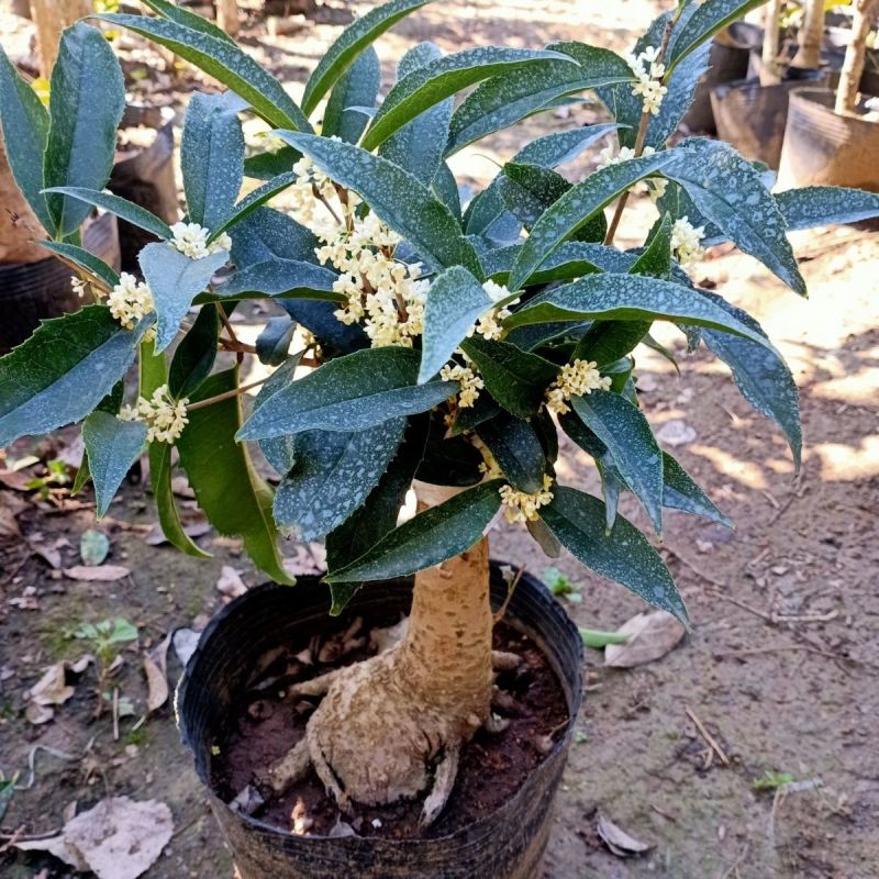 正宗桂花树嫁接桂花苗盆栽树苗/桂花树苗/苗木类/全国包邮