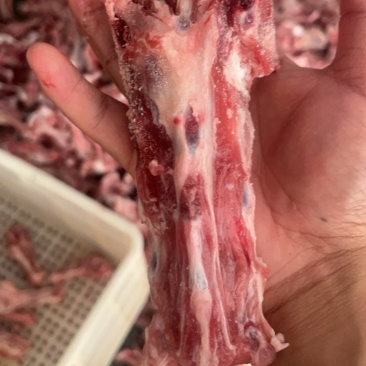 羊尾根骨