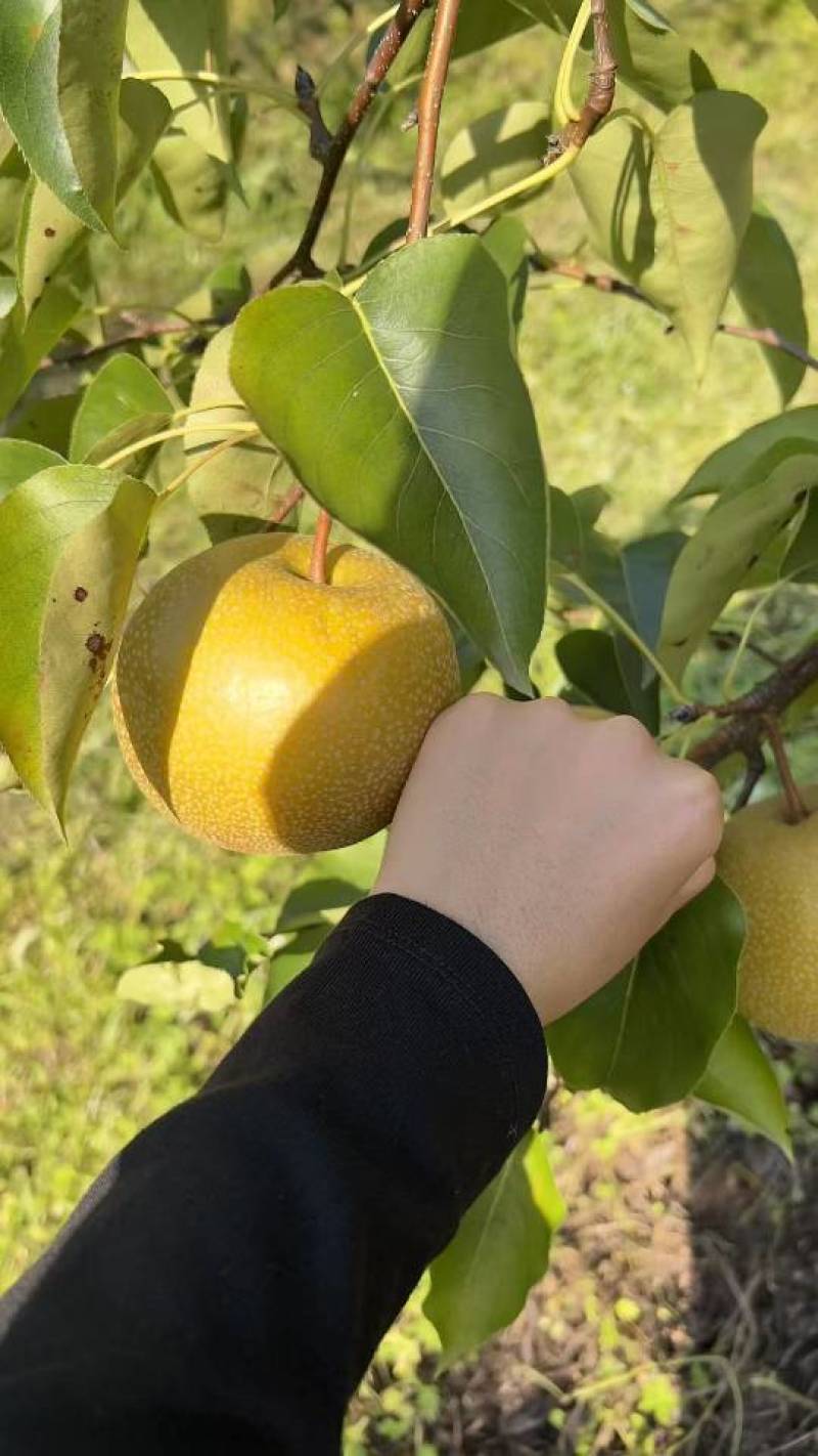 货源现发黄皮梨