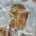 五香烧鸡，大小均匀，口感细腻，肉质紧实，宴会，酒店均可