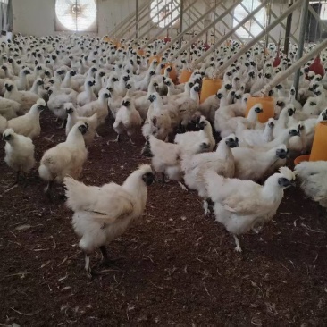 浙江衢州白羽竹丝乌骨鸡大量出栏急售！欢迎随时联系