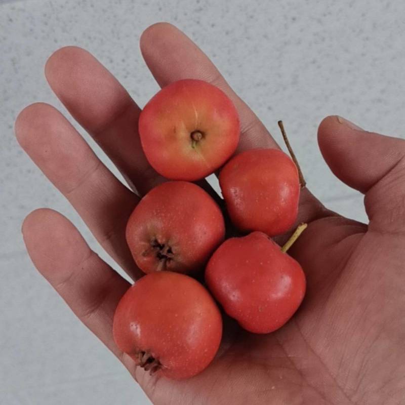 七月红山楂价格实惠
