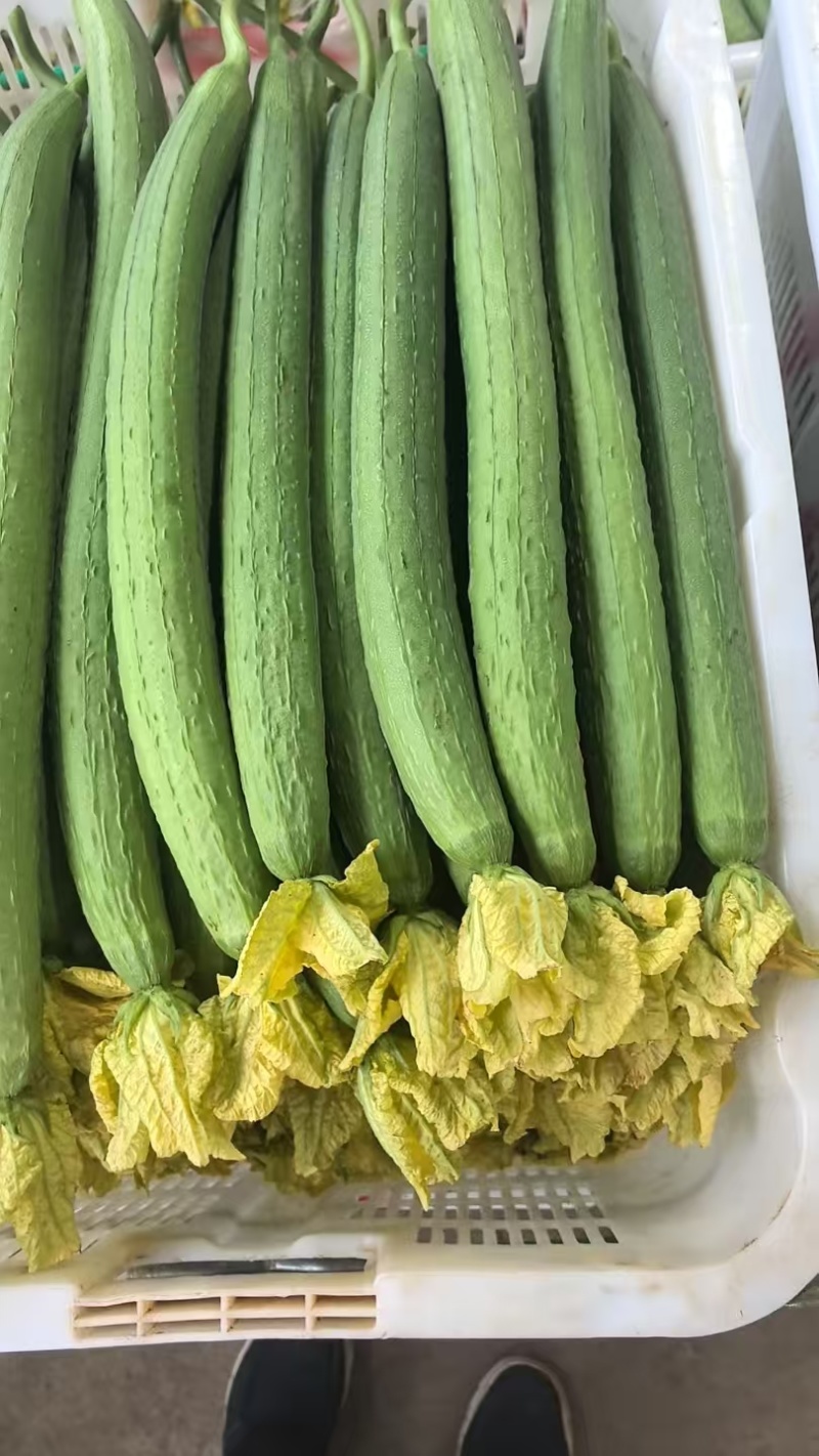 精品丝瓜