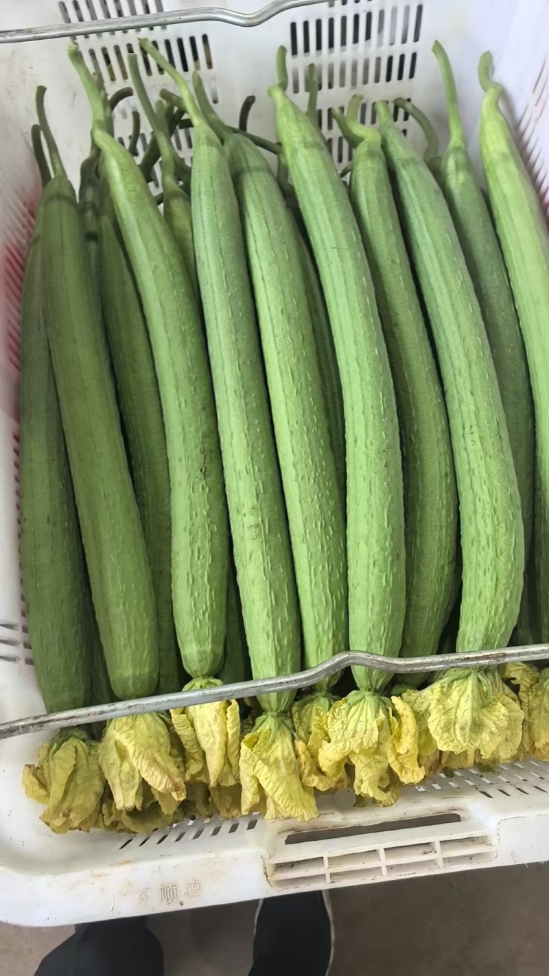 精品丝瓜