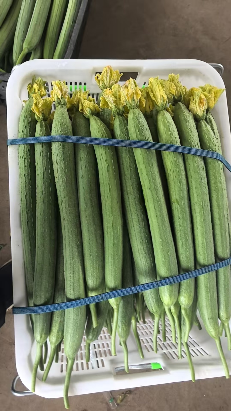 精品丝瓜