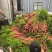 萝卜\带缨红萝卜\可全年供应，各大市场，平台