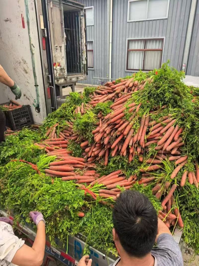 萝卜\带缨红萝卜\可全年供应，各大市场，平台