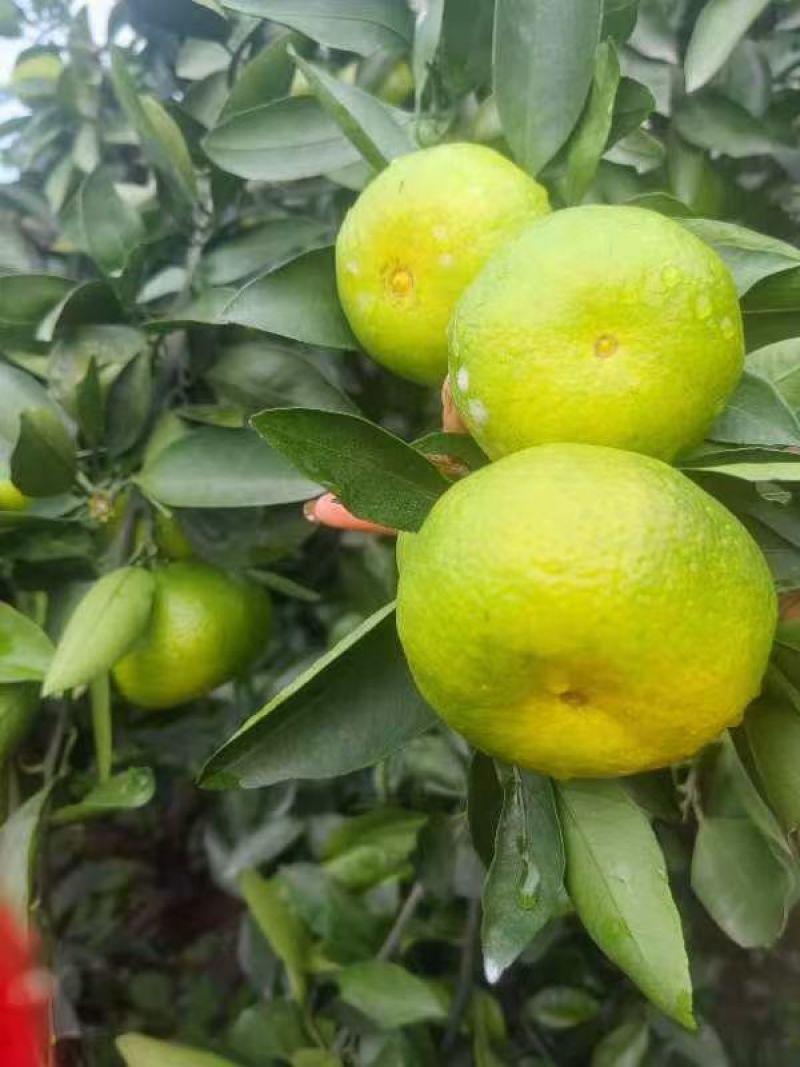 四川资阳特早蜜桔