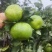 四川资阳特早蜜桔