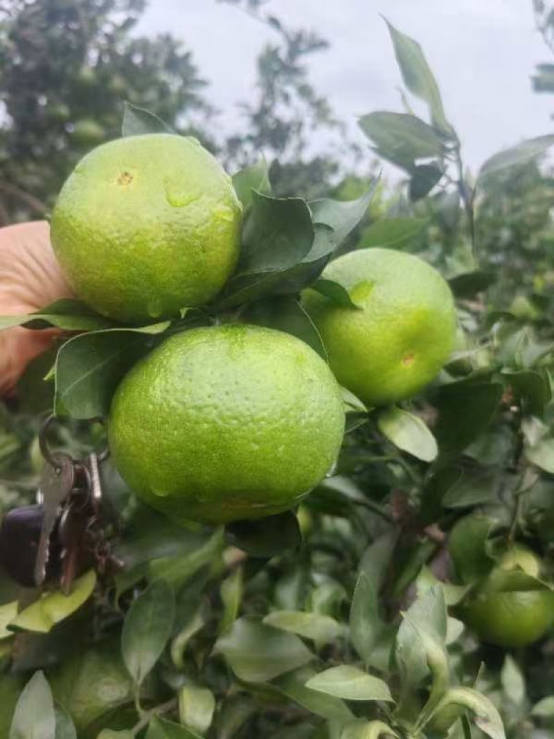 四川资阳特早蜜桔
