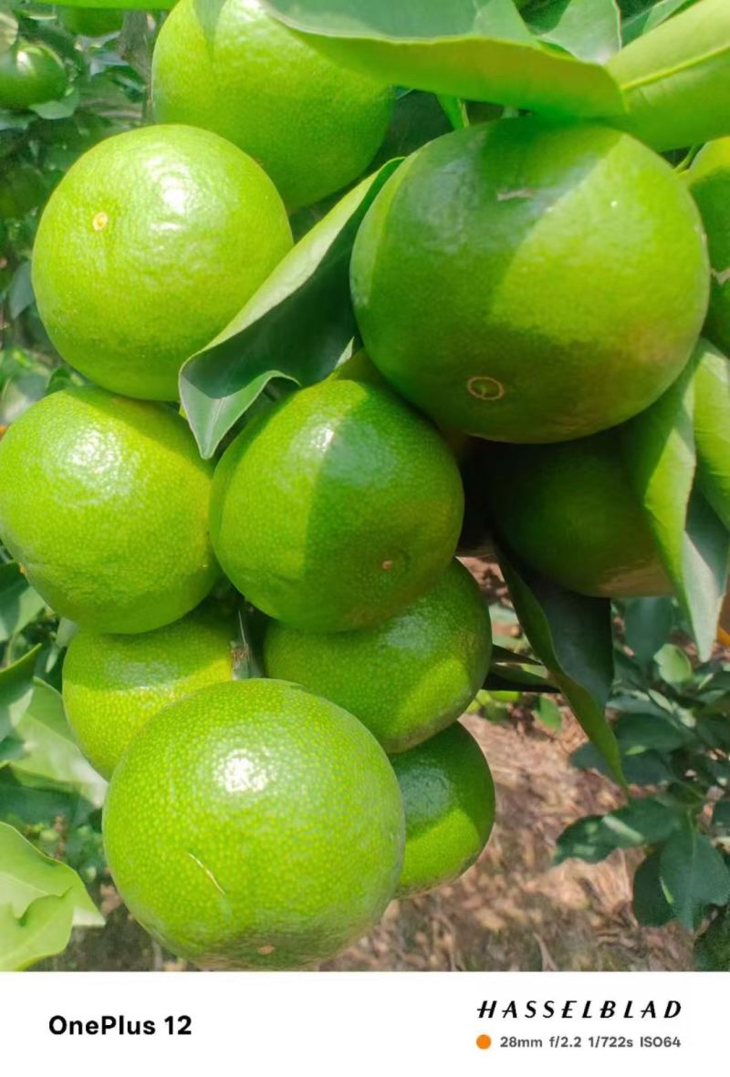 四川资阳特早蜜桔