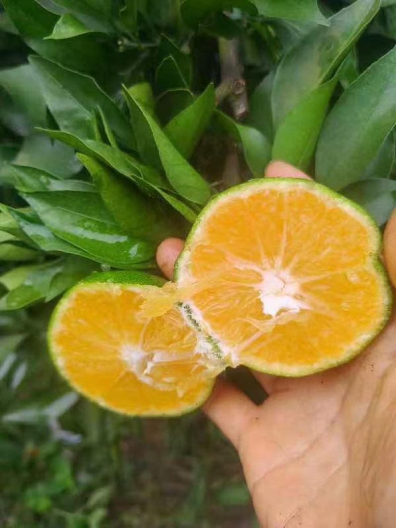 四川资阳特早蜜桔