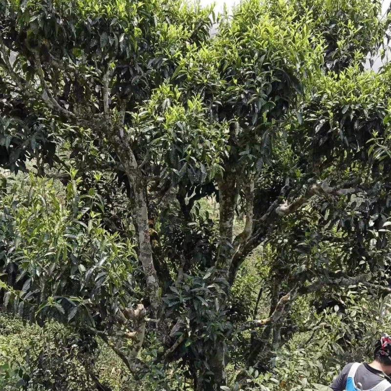 古树普洱茶