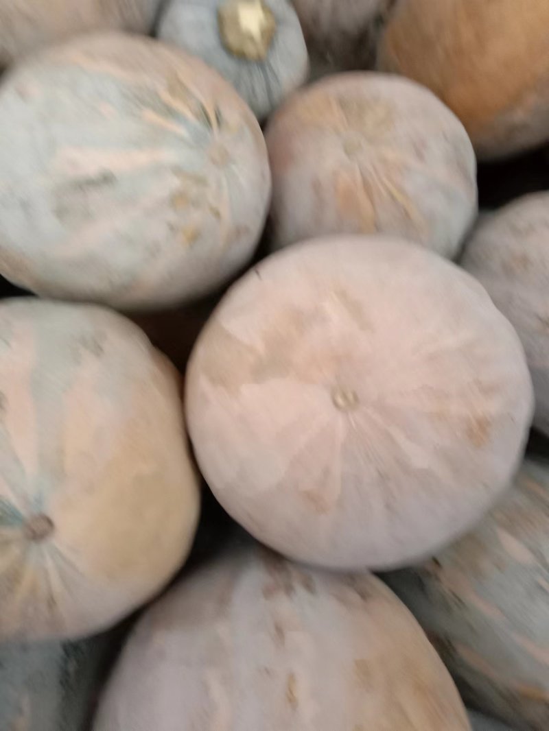 蜜本南瓜