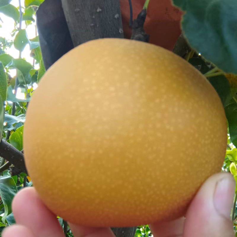 秋月梨