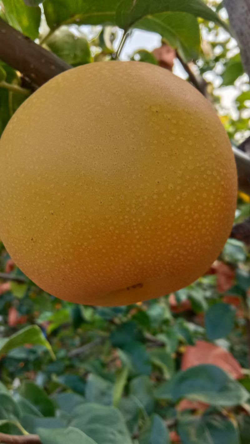 秋月梨