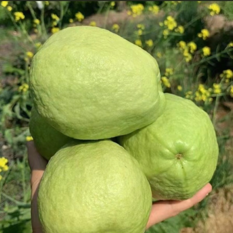 白心番石榴