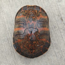 优质火焰龟活体出售，健康易养，观赏佳选，欢迎订购！
