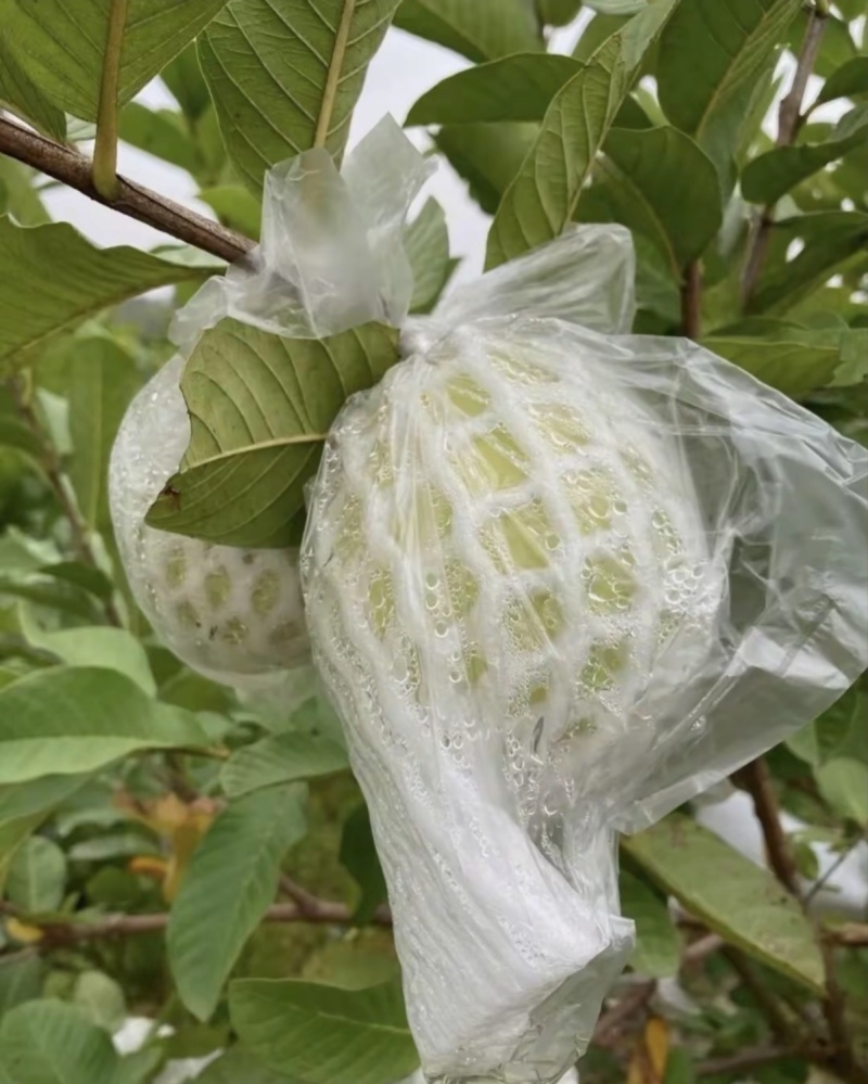白心番石榴