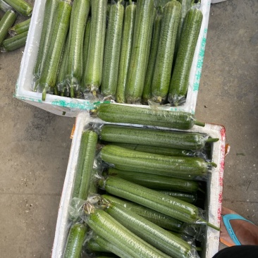 青丝瓜肉丝瓜袋套丝瓜大量供应