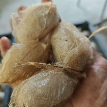 东北柞蚕丝柞蚕蛹茧蛹新鲜当季